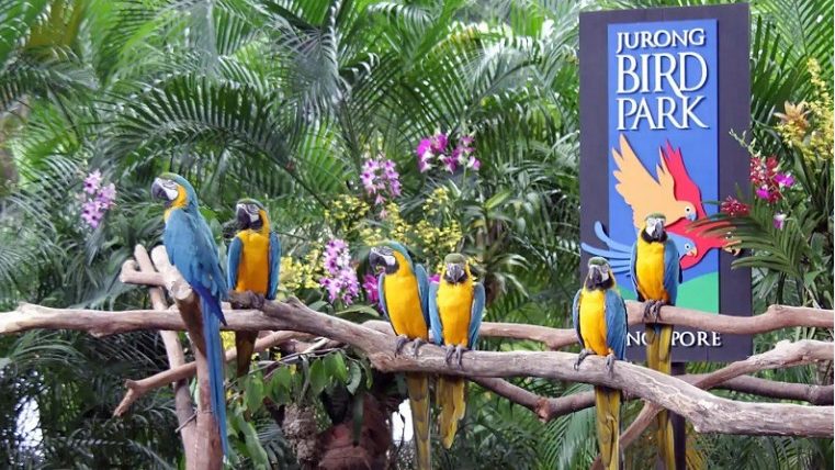 Vuon chim lon nhat Singapore - Jurong Bird Park