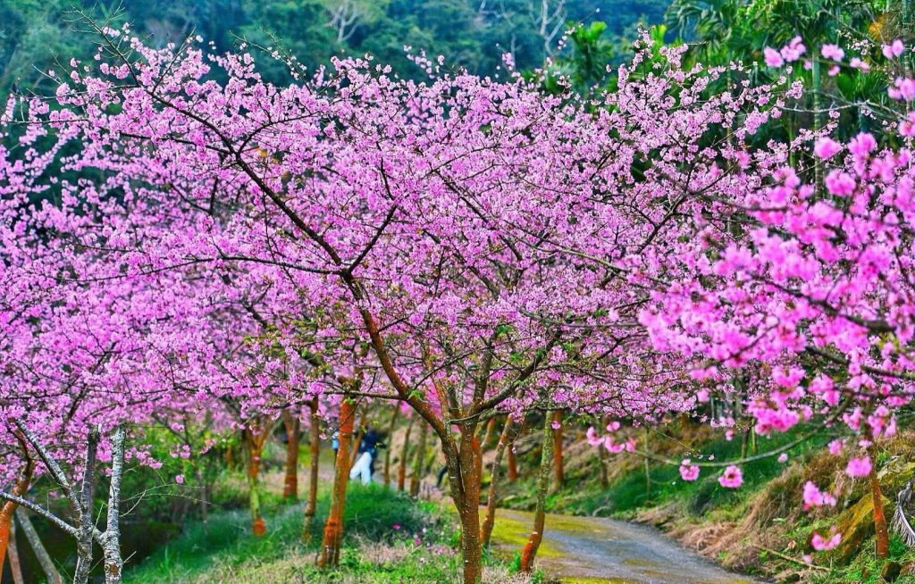 huong dan vien du lich dai loan tu tuc