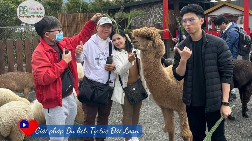 doan 4 khach check in cung lac da Alpaca tai dai bac