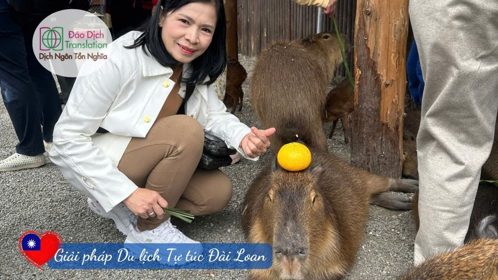 trai nghiem cham vao capybara, lac da alpaca, kangaroo dang yeu