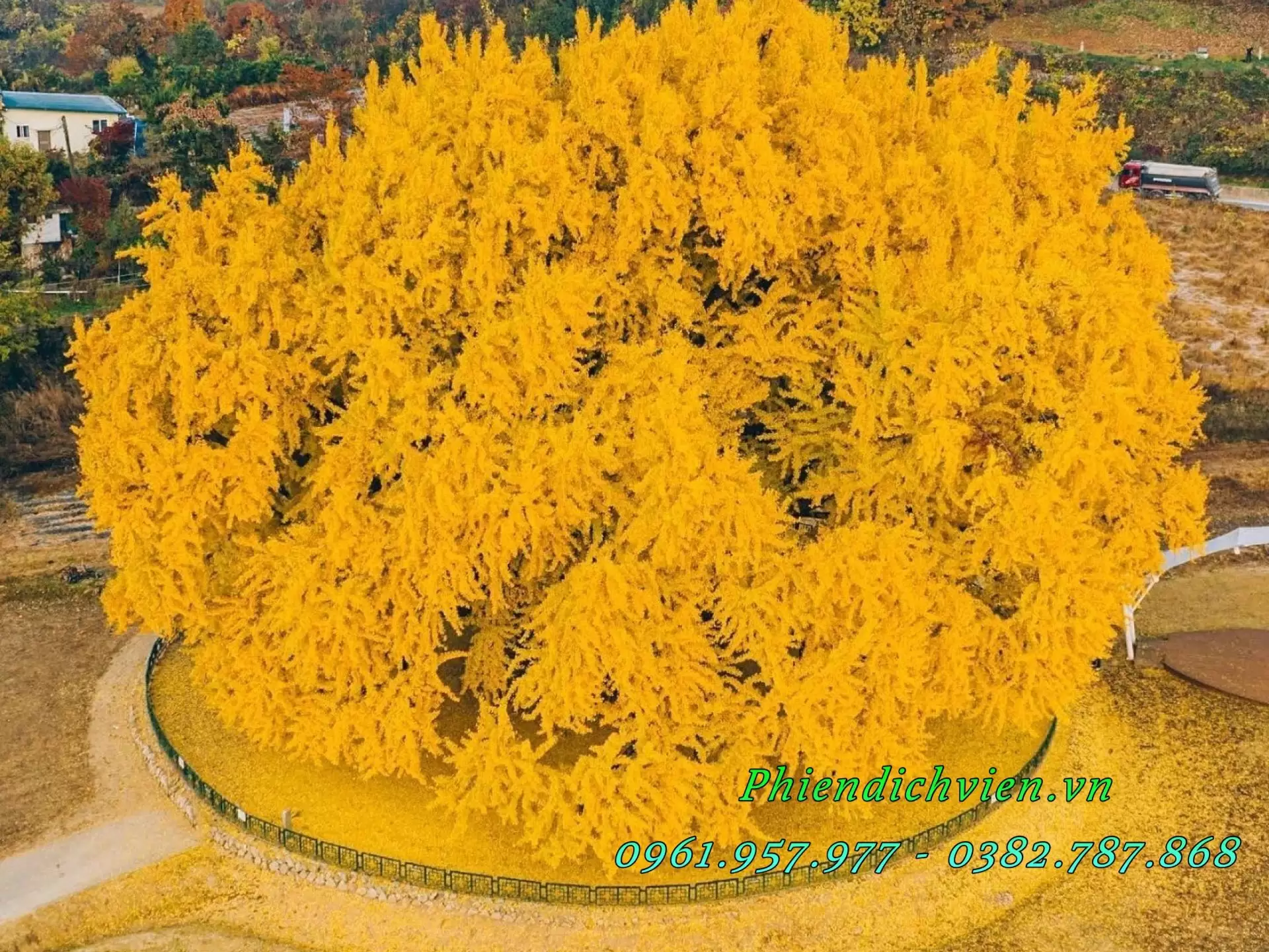 la vang mua thu nhuom ruc mot vung troi